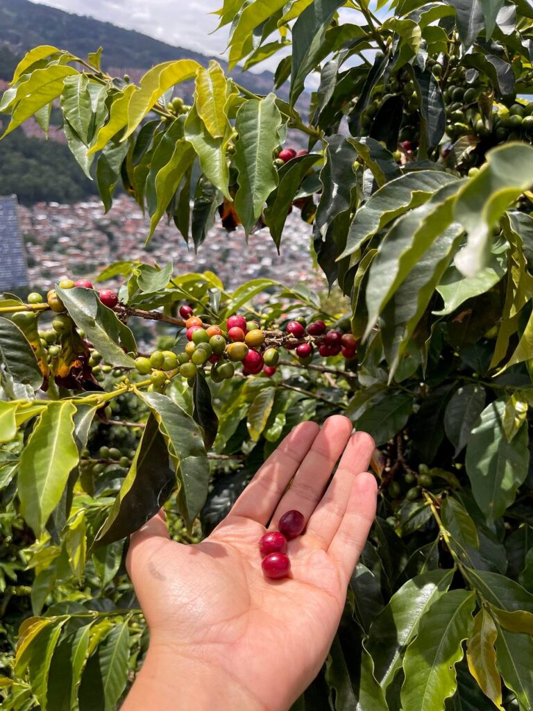 Tour del fiambre y del café