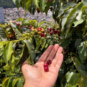 Tour del fiambre y del café